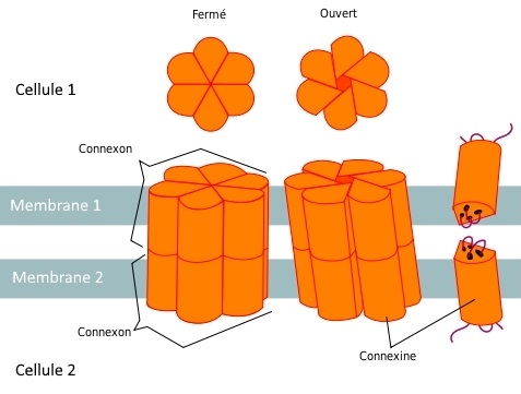 Connexine